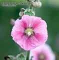 _IGP6722 pink trumpet flower